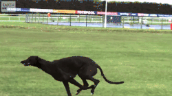 GreyhoundRun
